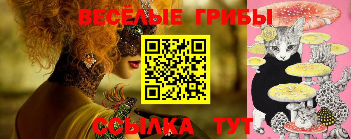 Гатчина  Галлюциногенные грибы Cubensis  Вход с VPN 